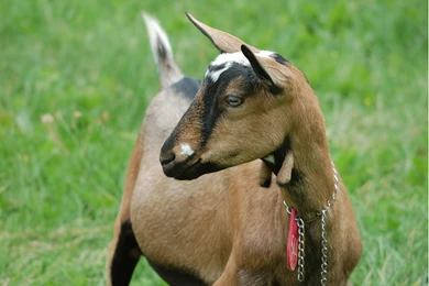 Goats Wallpapers   HD Wallpapers