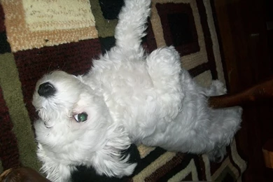 Cutey Pie   Zoey 101 Wallpapers (31668396)   Fanpop