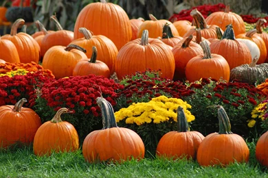 Pictures Of Pumpkins And Fall
