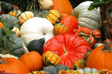 Pumpkin Backgrounds Wallpapers Cave