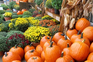 Uncategorized – Ask Bubbles, The Introvert