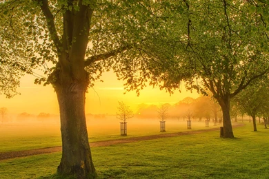 Beatiful Foggy View In The Park Wallpapers