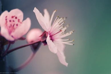 Spring Flowers Backgrounds I By Quansie On DeviantArt