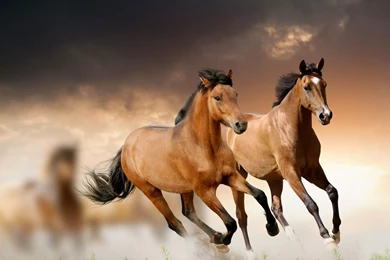 Beautiful Horses 1280 X 1024 Wallpapers