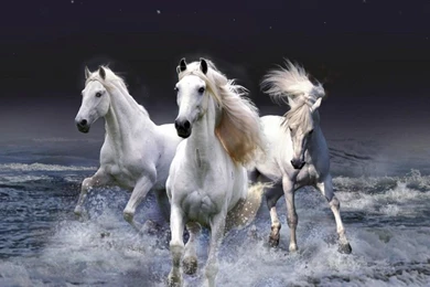 Beautiful Horse Wallpapers   Widescreen HD Wallpapers