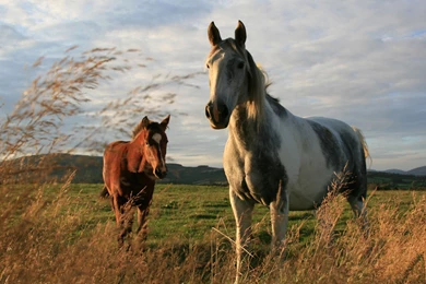 15 Beautiful HD Horse Wallpapers   HDWallSource.com