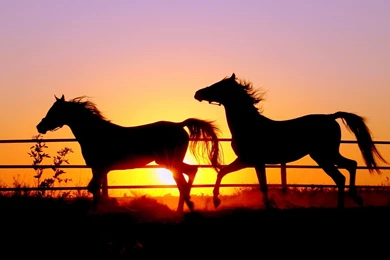 Horse Sunset   1754777