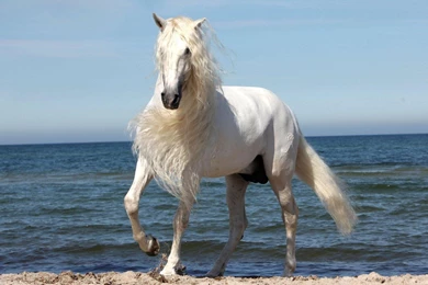 A Beautiful Horse >> HD Wallpaper, Get It Now!