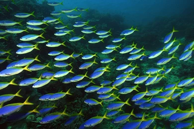 Fish Computer Wallpapers, Desktop Backgrounds