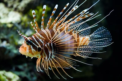 Pterois A Venomous Marine Fish Computer Wallpapers, Desktop ...