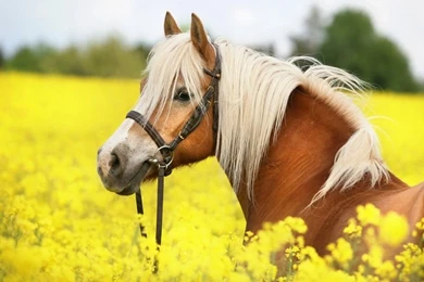 Horses: Beautiful Horse Horses Wallpaper Backgrounds Free For HD 16 ...