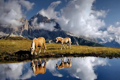 55 Most Dashing HD Horse Wallpapers   Over The Top Mag