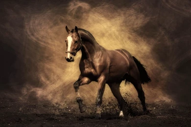 Horse Wallpapers