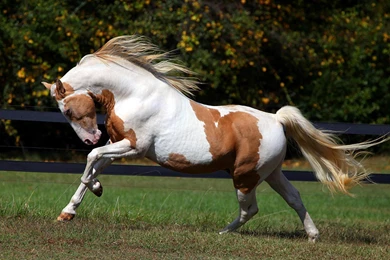 Paint Horse HD Wallpapers