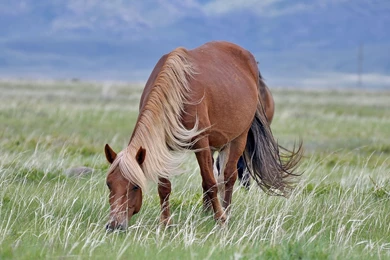 Beautiful Horse Wallpapers   Animal Wallpapers