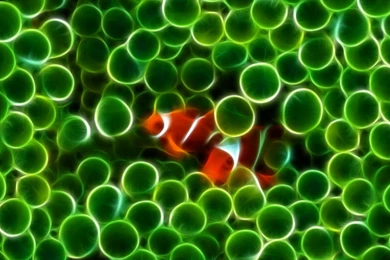 3D Abstract Green Clown Fish HD Wallpapers For Desktop Background.jpg