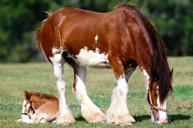 Free Wallpapers Download, Desktop Nature Bollywood Sports Mobiles ...