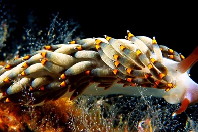 Fish Wallpapers Nudibranch Photos Of Fish Wallpapers For Desktop ...