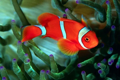 Beautiful Fish Wallpapers HD Pictures