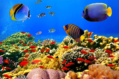 Colorful Fishes Wallpapers