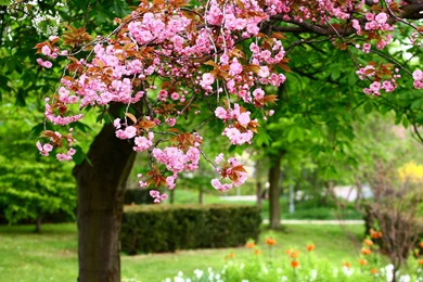 Spring Landscape With Pink Flowers In Full Bloom On Park Wallpapers ...
