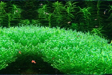 Free 3D Desktop Fish Screensavers, Moving Fish Wallpapers Free ...