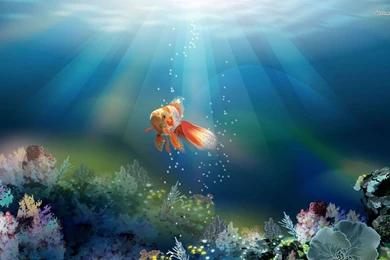 Gold Fish Wallpapers GHI6