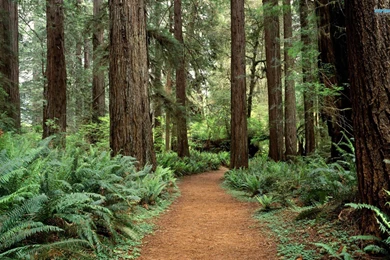 Kauai Wallpapers   Beach Wallpapers