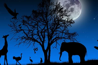 Wallpapers Pack – Nature2