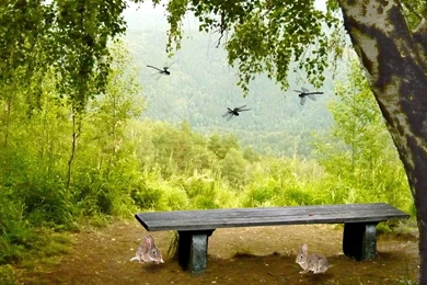 Abstract Nature Wallpapers   Tag