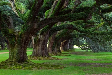 Hd Wallpapers 1680x1050 Nature