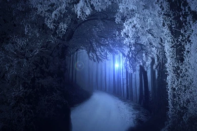 Premade Backgrounds Spooky Forrest