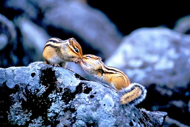 Sweet Kiss >> HD Wallpaper, Get It Now!