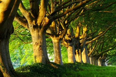 Amazing Landscape Images, Free Habitat Images, Green, Download Hd ...