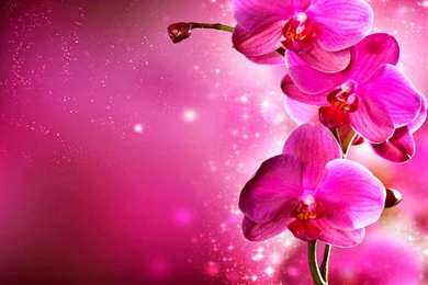 Pink Orchids Flowers Images HD Wallpapers Free Download