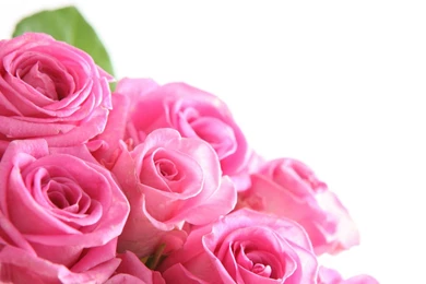 Pink Flowers Images   All Wallpapers New