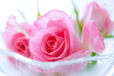 Pink Roses Wallpapers   Wallpapers Cave