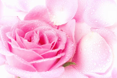 Pink Roses Images Wallpapers   HD Wallpapers Pretty