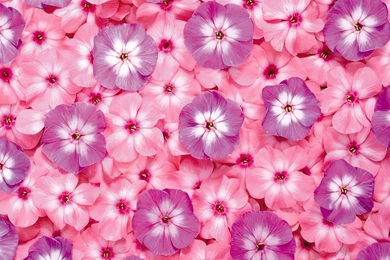 Pink Flowers Wallpapers Free Download (3) – Amazing Trends
