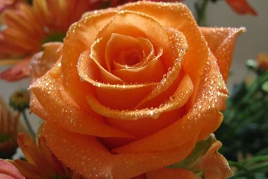 Soniya Khan   149/185   Free Desktop Wallpapers, Wallpapers For ...