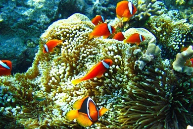 Download Aquarium Live Wallpapers : Pro For Android, Aquarium Live ...