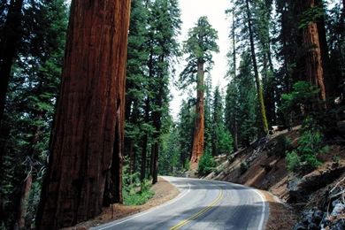 Sequoia National Forest Road Wallpapers.jpg