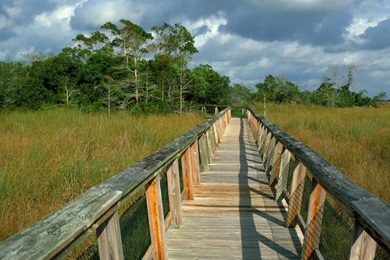 Everglades, National, Park, Florida, Trail, Boardwalk, Hammock ...