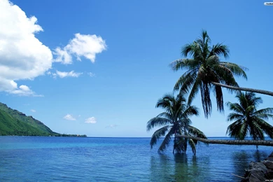 Fonds D'écran Tahiti : Tous Les Wallpapers Tahiti