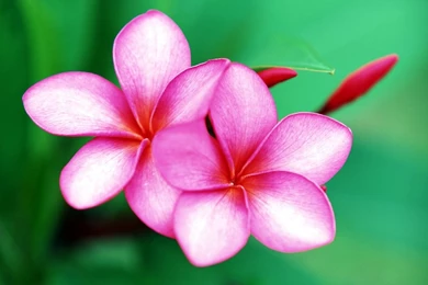 Free Wallpapers   Free Travel Wallpapers   Tahiti 2 Wallpapers ...