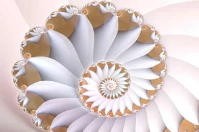 White Nautilus Wallpapers   Fractal Art Gallery