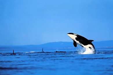 High Resolution Beautiful Sea Wale Wallpapers HD 6   SiWallpaperHD 5742