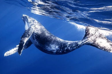 Fish Wallpaper Backgrounds Photos Of Fish Wallpapers For Desktop ...