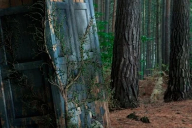 Abondoned Tardis In The Forest iPhone 5 Wallpapers