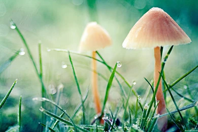 New Windows Themes: Kittens, Puppies, And A World In Color ...